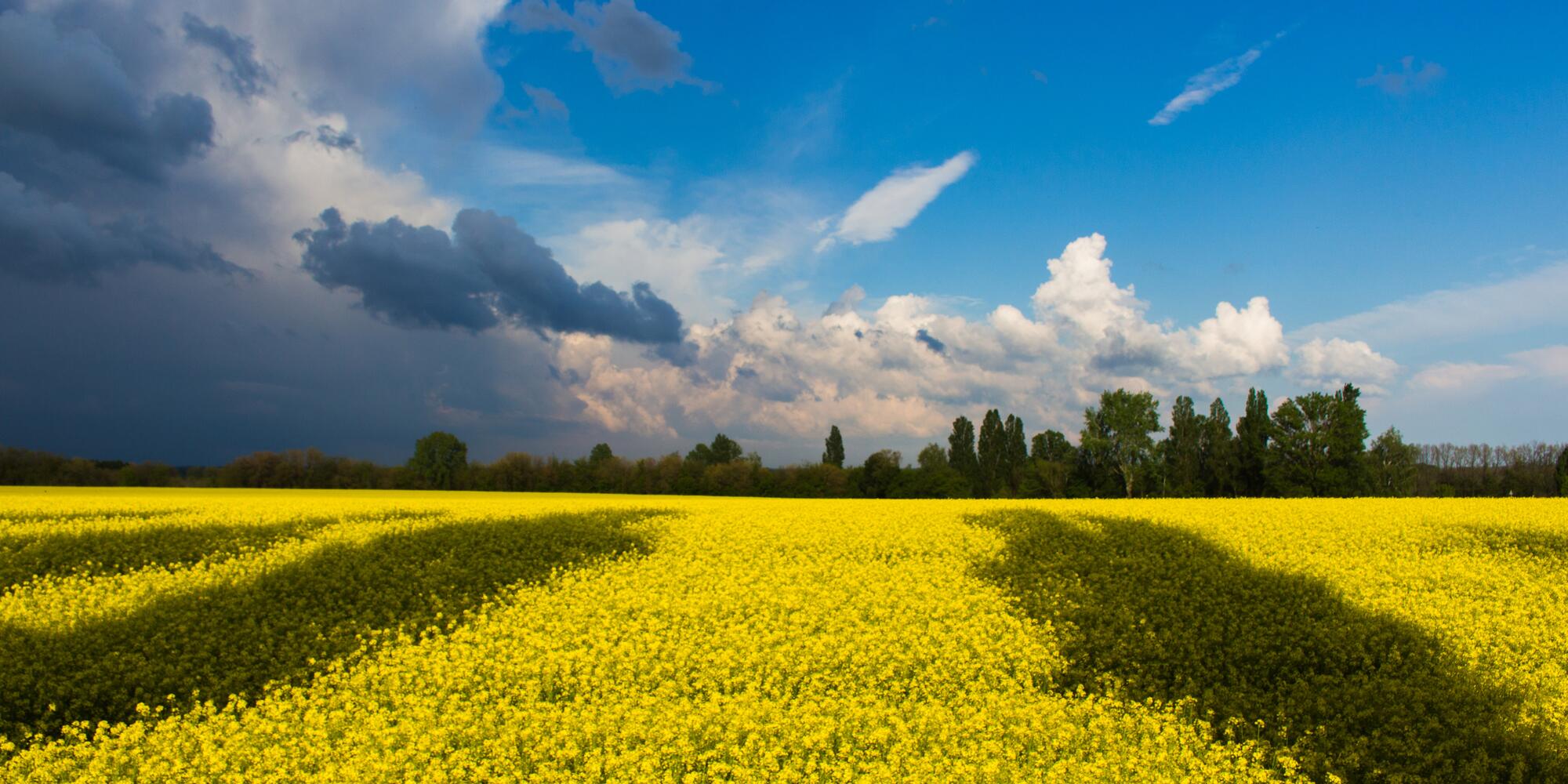Field and sky in Ukrainian flag colors